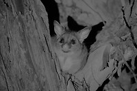 Common Brushtail Possum