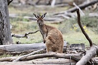 Western Grey Kangaroo
