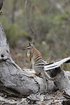 Numbat (!)
