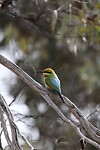 Rainbow Bee-eater