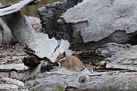 Numbat (!)