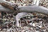 Bobtail Lizard