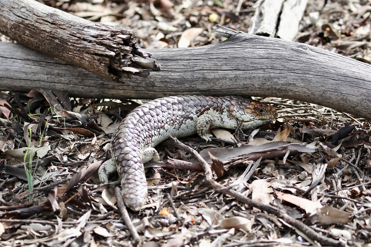 Bobtail Lizard