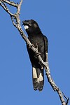 Carnaby's Black Cockatoo