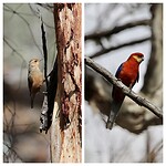 Rufous Treecreeper en Western Rosella