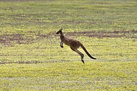 Western Grey Kangaroo