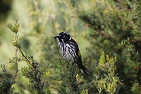 New Holland Honeyeater