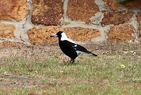 Australian Magpie