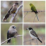 Red Wattlebird, Elegant Parrot, Dusky Woodswallow en Grey Butcherbird