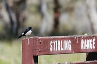 Willy Wagtail