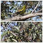 Regent Parrot en Spinebill