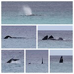 Southern Right Whale