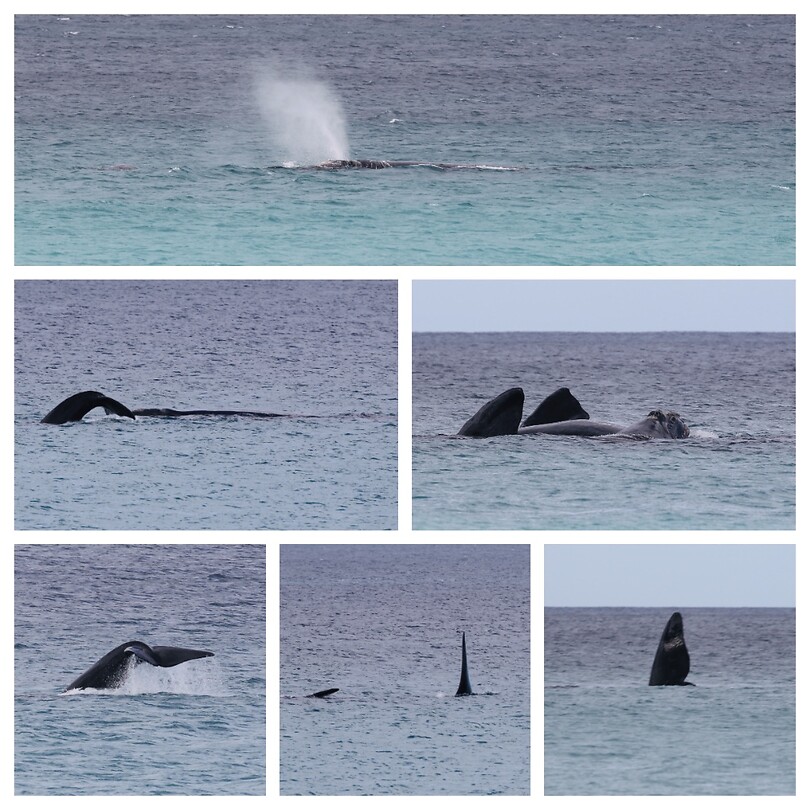 Southern Right Whale