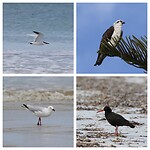 Reuzenstern, Osprey, Silver Gull en Sooty Oystercatcher