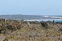 Cheynes Beach