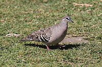 Common Bronzewing