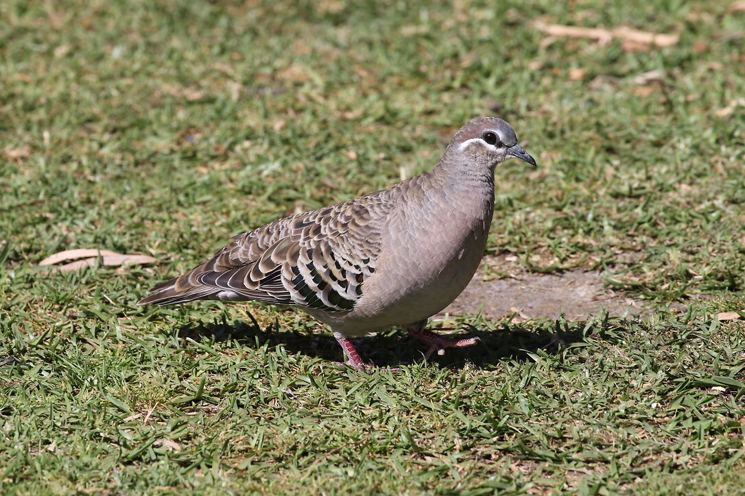 Common Bronzewing
