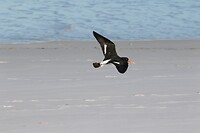 Pied Oystercatcher