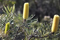 Southern Plains Banksia