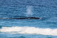 Southern Right Whale bij Point Ann
