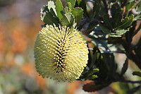 Tennis Ball Banksia