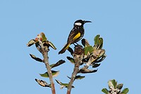 White-cheeked Honeyeater