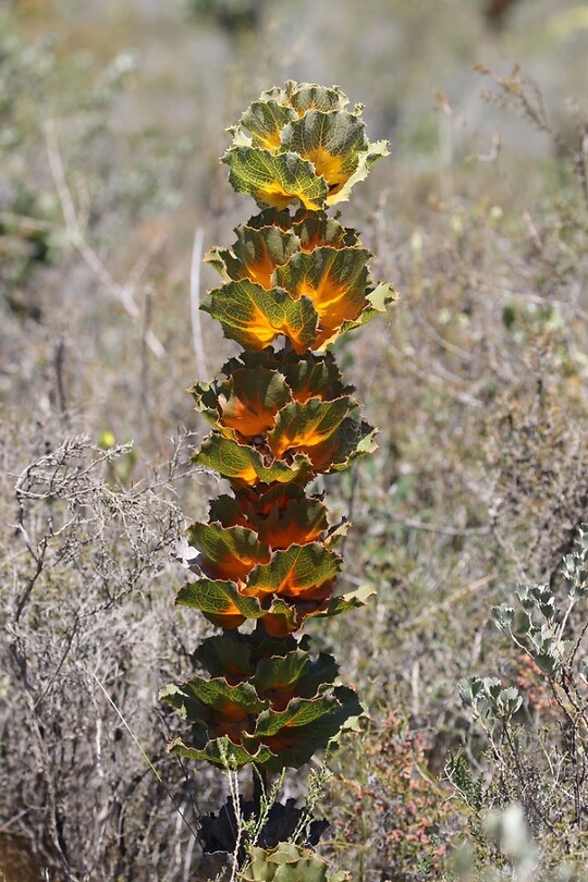 Hakea