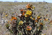 Hakea