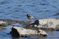 Hooded Plover