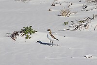 Red-capped Plover