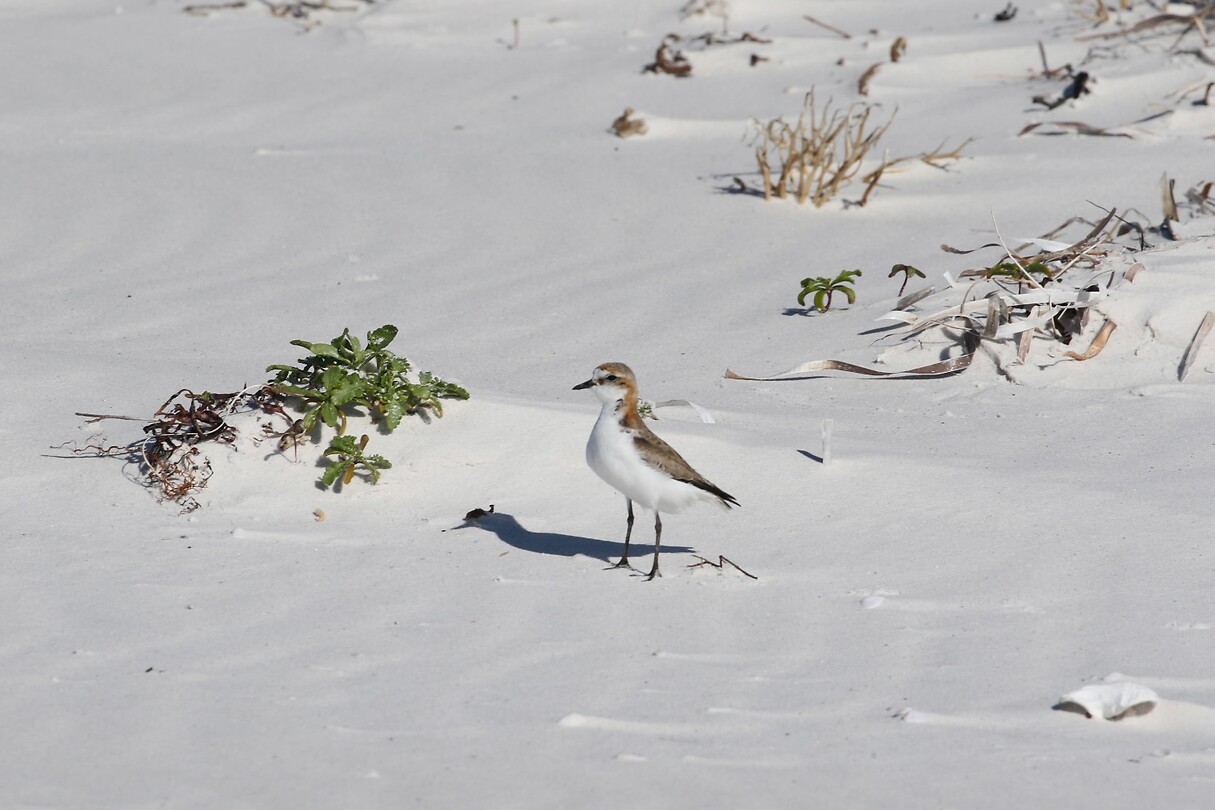 Red-capped Plover