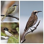 Purple-gaped, Gilbert's, Tawny-crowned Honeyeaters