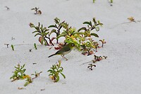 Silvereye