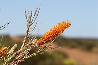 Grevillea