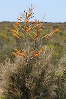 Grevillea