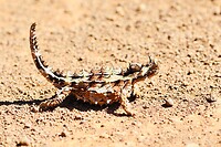 Thorny Devil