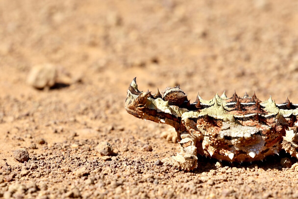 Thorny Devil