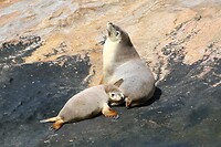 Australian Sealions