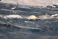 Australian Sealions