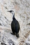 Black-faced Cormorant