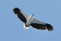 White-bellied Sea-eagle