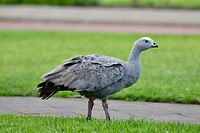 Cape Barren Goose