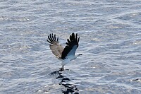 White-bellied Sea-eagle