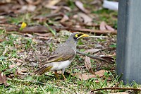 Yellow-throated Miner