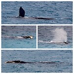 Southern Right Whale