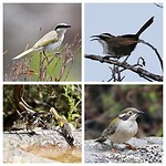 Singing Honeyeater, White-browed Babbler, New Holland Honeyeaters, Brown-headed Honeyeater