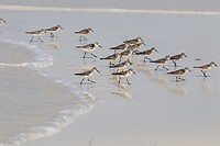 Roodkeelstrandlopers en een drieteenstrandloper