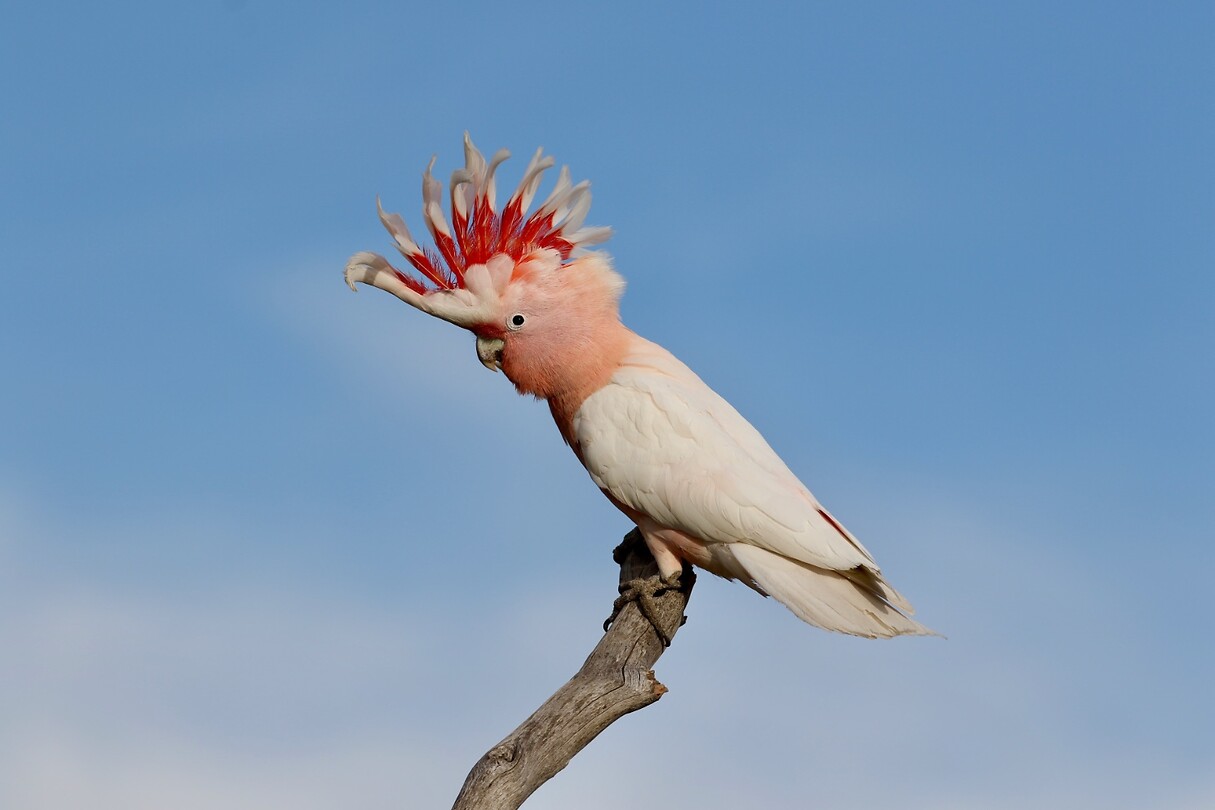 Pink Cockatoo