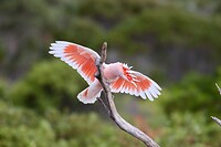 Pink Cockatoo