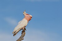 Pink Cockatoo